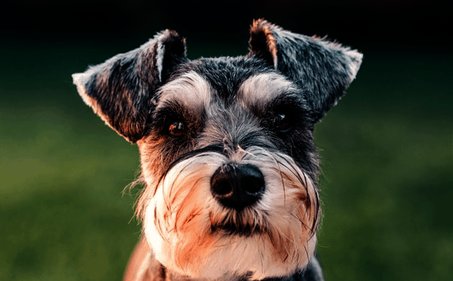 Miniature Schnauzer Breed Information
