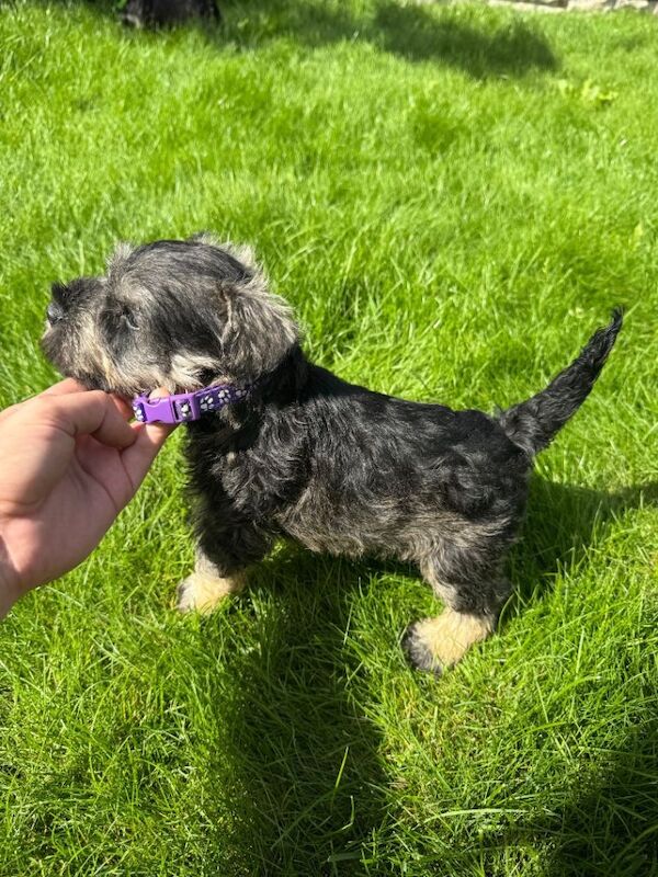 1 miniature Schnauzer Boy