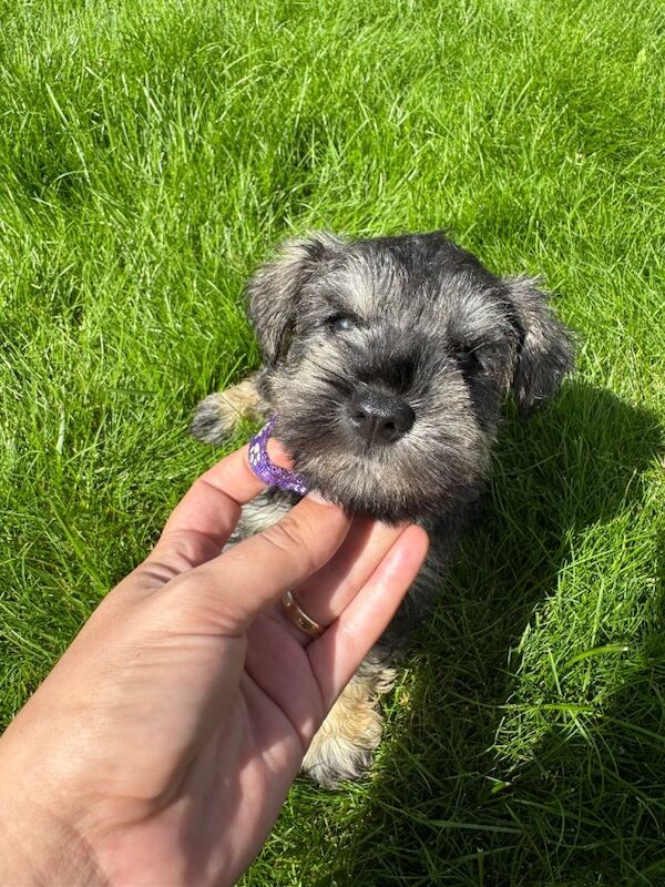 1 miniature Schnauzer Boy - Image 2 of 3