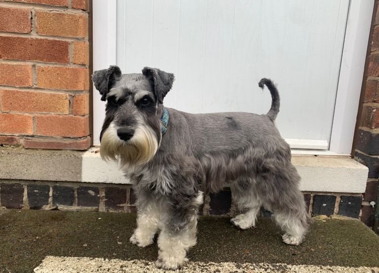 1 miniature Schnauzer Boy - Image 3 of 3