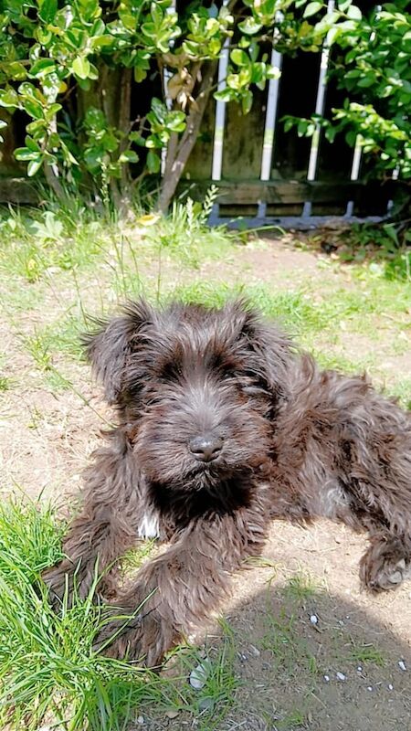Miniature Schnauzer puppies for sale in Antrim, County Antrim – 3 months old