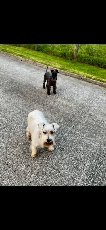 Miniature Schnauzer puppies for sale in Enniskillen, County Fermanagh – KC registered, 4 years old