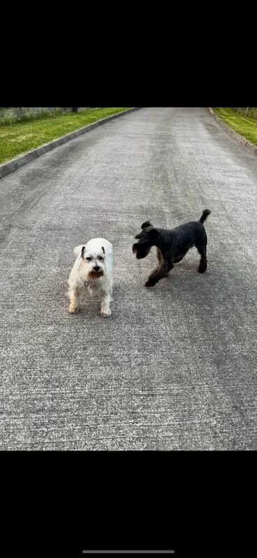 Miniature Schnauzer puppies for sale in Enniskillen, County Fermanagh – KC registered, 4 years old - Image 2 of 3