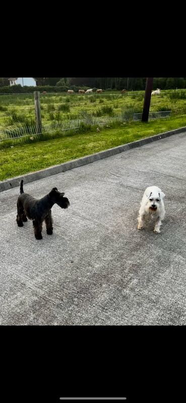 Miniature Schnauzer puppies for sale in Enniskillen, County Fermanagh – KC registered, 4 years old - Image 3 of 3