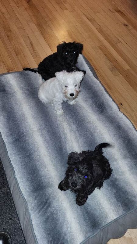 Miniature Schnauzer puppies for sale in Londonderry, County Londonderry – 3 months old