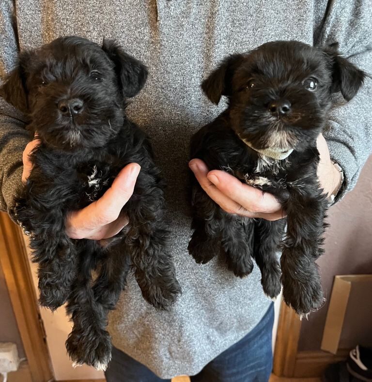 Miniature Schnauzer puppies for sale in Liverpool, Merseyside – 6 weeks old