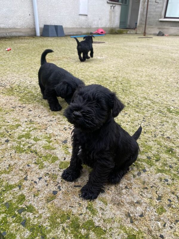 4 KC registered Miniature Schnauzer puppies.