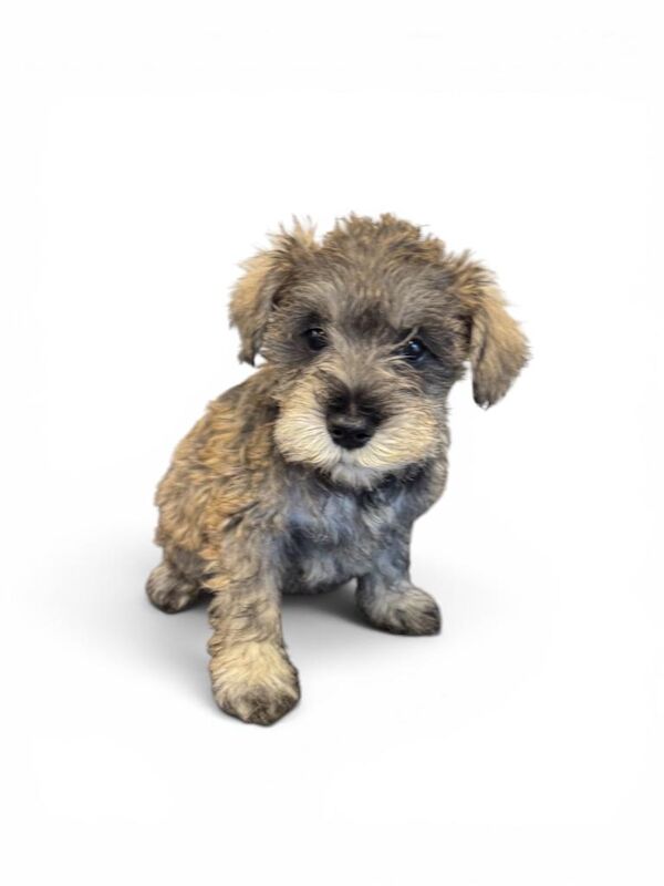 4 miniature schnauzer pups all bitches - Image 2 of 4