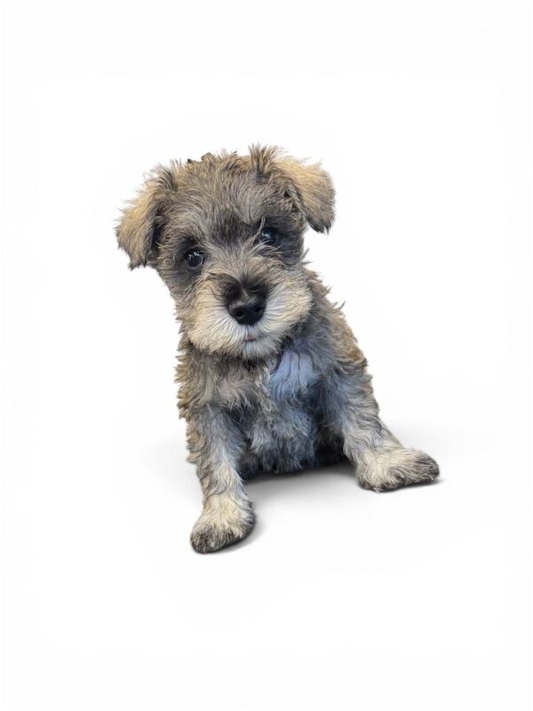 4 miniature schnauzer pups all bitches - Image 3 of 4
