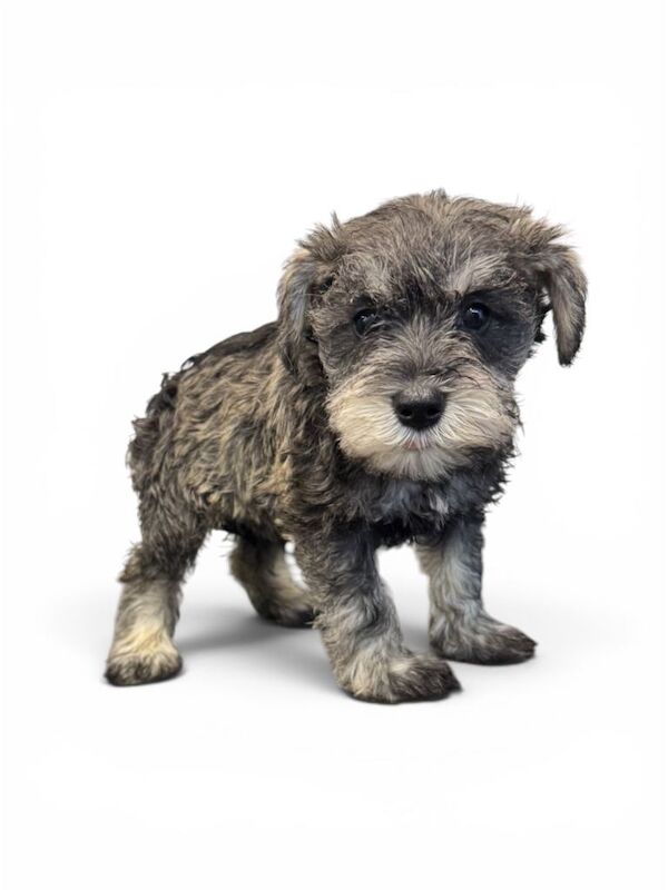 4 miniature schnauzer pups all bitches - Image 4 of 4