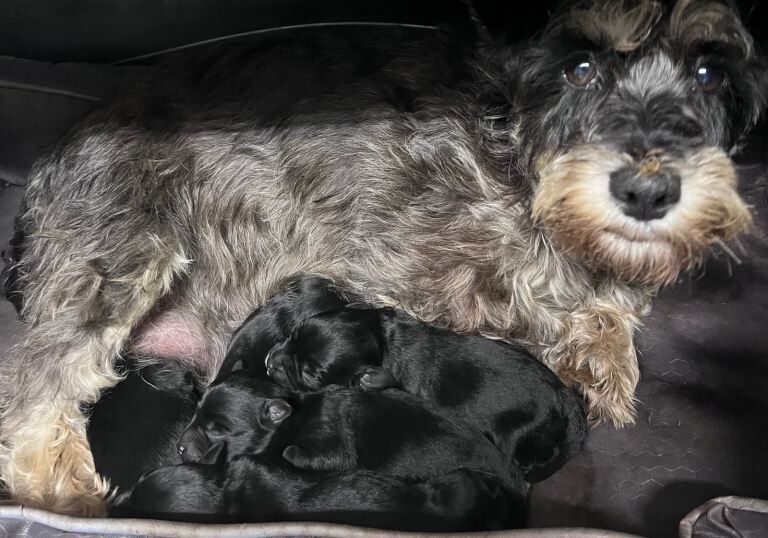 5 Beautiful Miniature Schnauzer pups