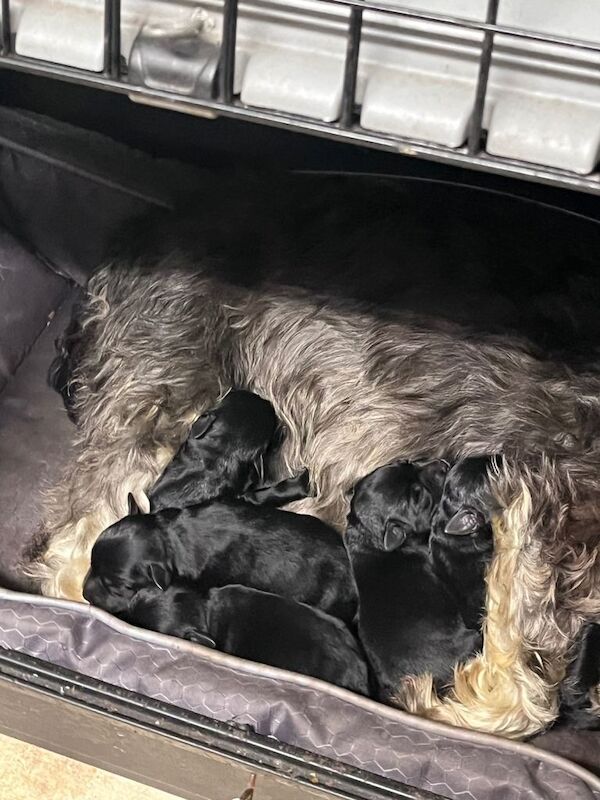 5 Beautiful Miniature Schnauzer pups - Image 2 of 2