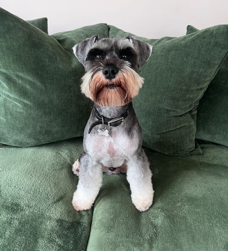 Miniature Schnauzer stud dog for stud in Norton, South Yorkshire – KC registered, 1 year old - Image 2 of 5