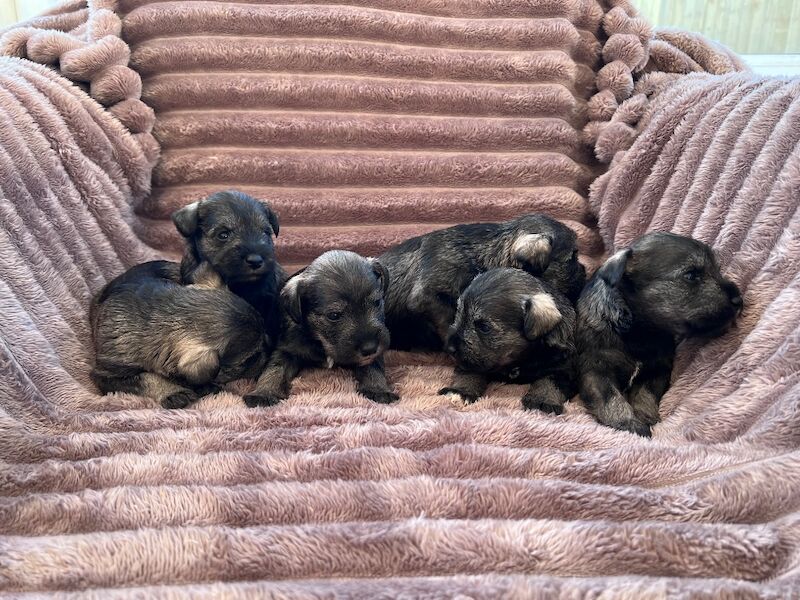 Miniature Schnauzer stud dog for stud in Norton, South Yorkshire – KC registered, 1 year old - Image 3 of 5