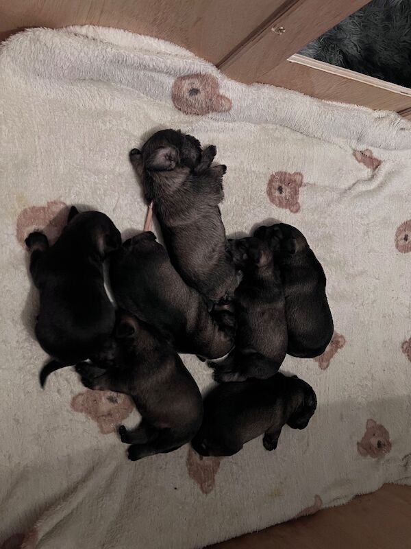 Miniature Schnauzer stud dog for stud in Norton, South Yorkshire – KC registered, 1 year old - Image 4 of 5