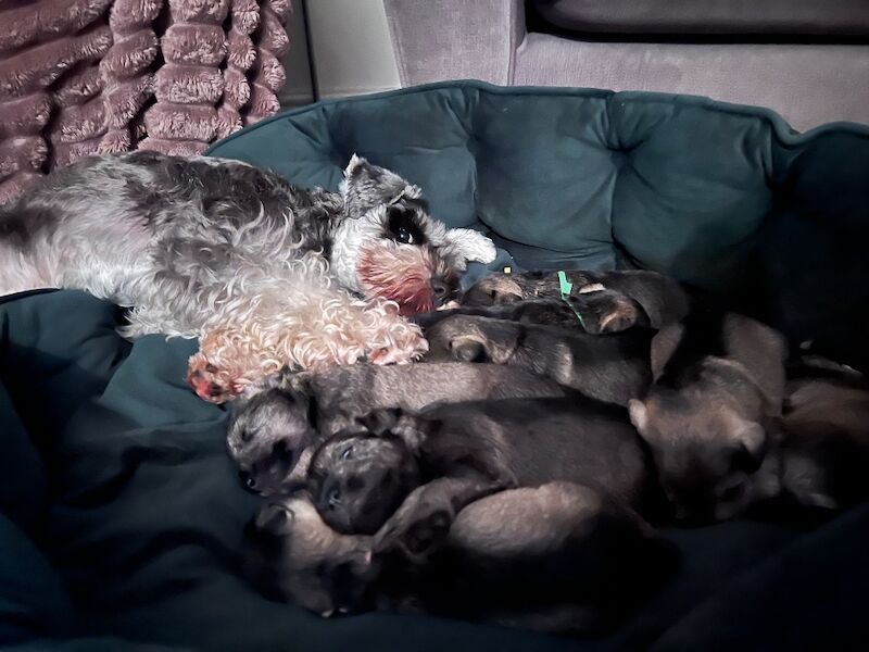 Miniature Schnauzer stud dog for stud in Norton, South Yorkshire – KC registered, 1 year old - Image 5 of 5