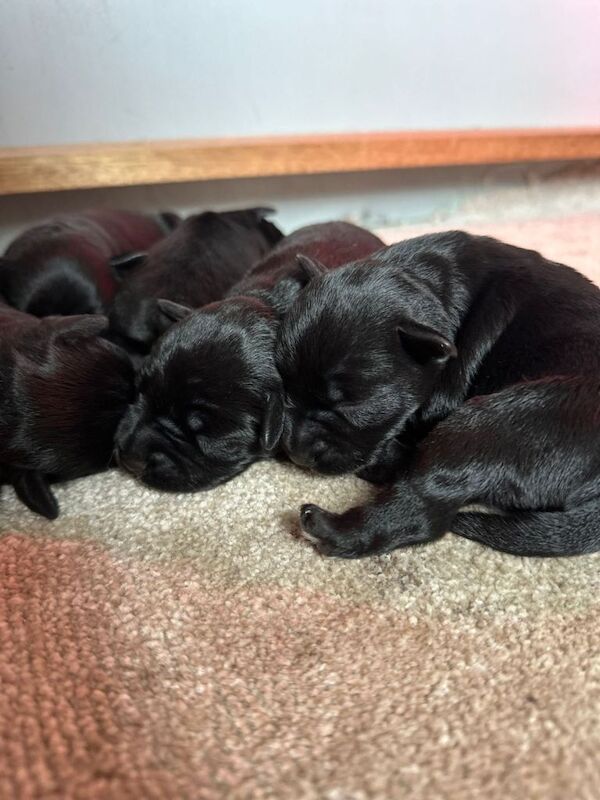5 KC Miniature Schnauzer Puppies