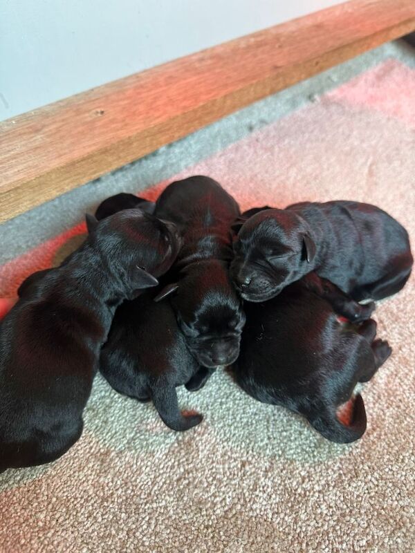 5 KC Miniature Schnauzer Puppies - Image 2 of 3