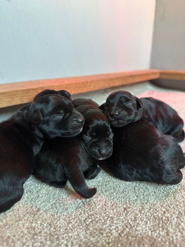 5 KC Miniature Schnauzer Puppies - Image 3 of 3