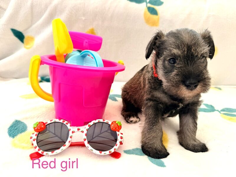 5th generation KC registered miniature schnauzers
