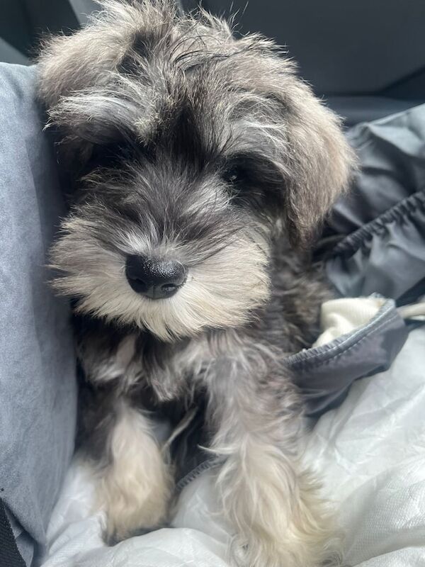 8 month old miniature schnauzer for sale in Belfast, County Antrim - Image 2
