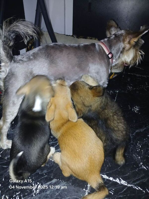 Miniature Schnauzer puppies for sale in Glenrothes, Fife – 11 weeks old