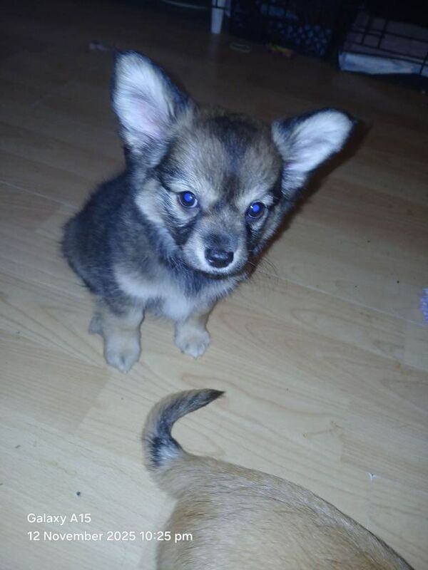 Miniature Schnauzer puppies for sale in Glenrothes, Fife – 11 weeks old - Image 2 of 3