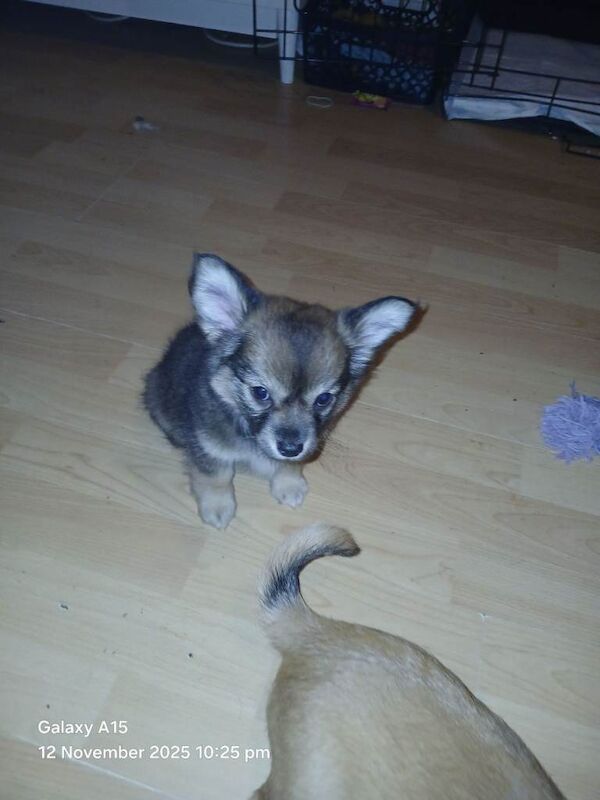 Miniature Schnauzer puppies for sale in Glenrothes, Fife – 11 weeks old - Image 3 of 3