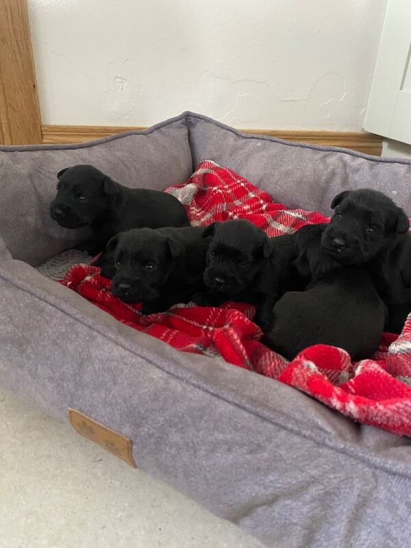 A gorgeous litter of 5 KC registered Miniature Schnauzer puppies - Image 2 of 3
