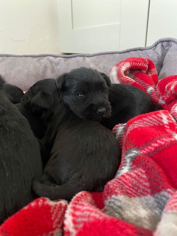 A gorgeous litter of 5 KC registered Miniature Schnauzer puppies - Image 3 of 3