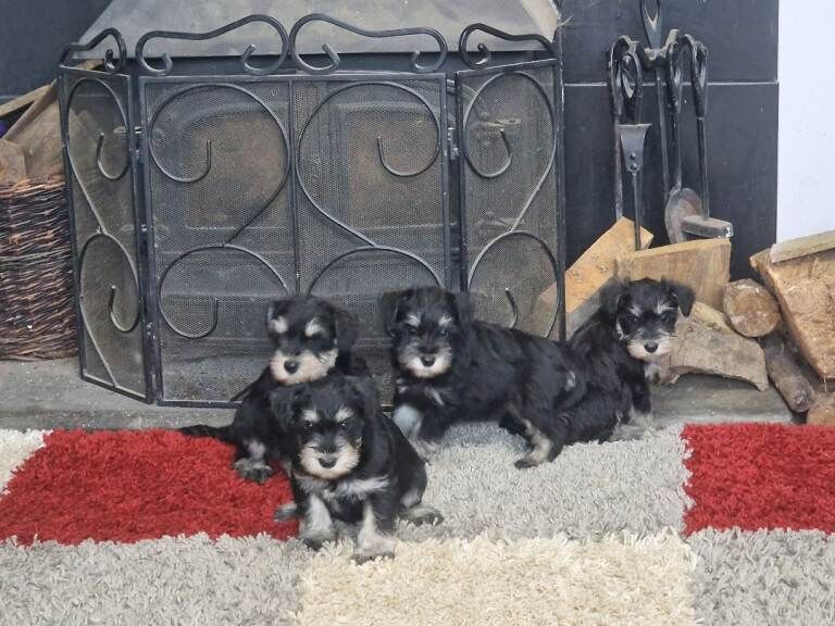 Miniature Schnauzer puppies for sale in Gunnislake, Cornwall – 7 weeks old