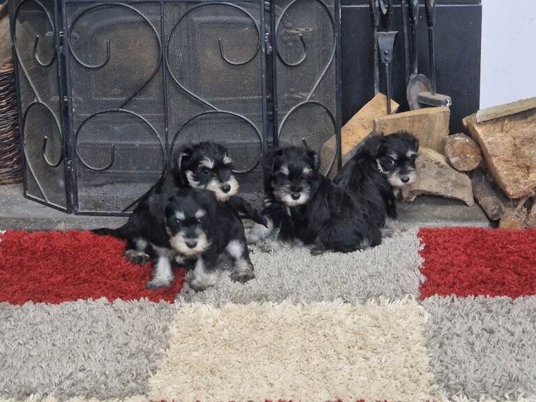 Miniature Schnauzer puppies for sale in Gunnislake, Cornwall – 7 weeks old - Image 2 of 3