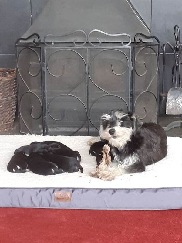 Miniature Schnauzer puppies for sale in Gunnislake, Cornwall – 7 weeks old - Image 3 of 3