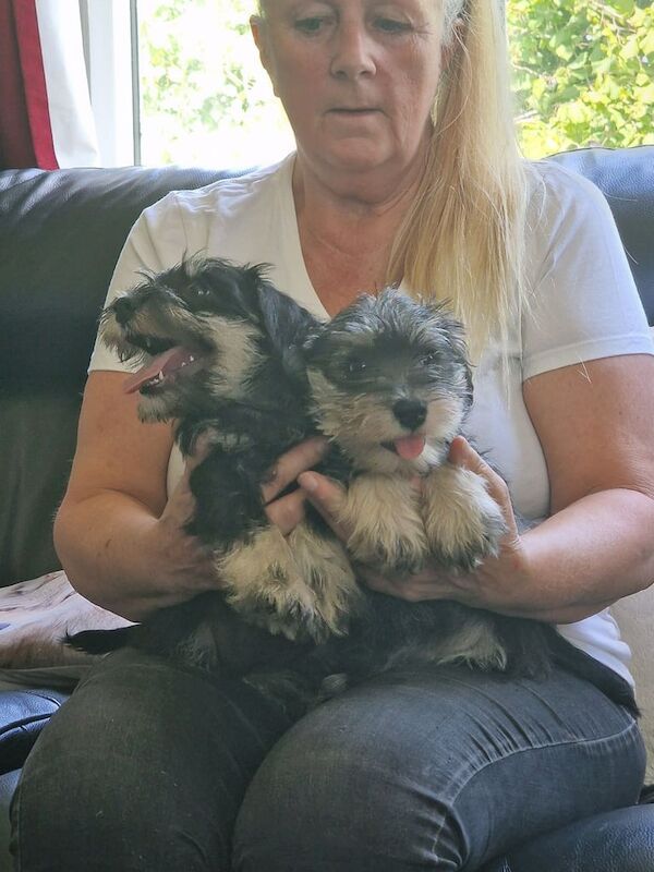 Miniature Schnauzer puppies for sale in Gunnislake, Cornwall – 9 weeks old