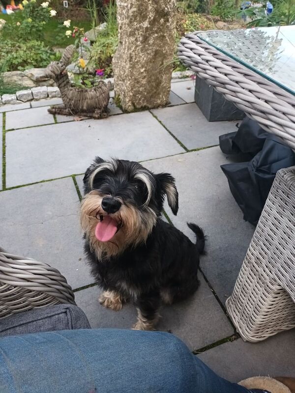 Miniature Schnauzer puppies for sale in Gunnislake, Cornwall – 9 weeks old - Image 2 of 3