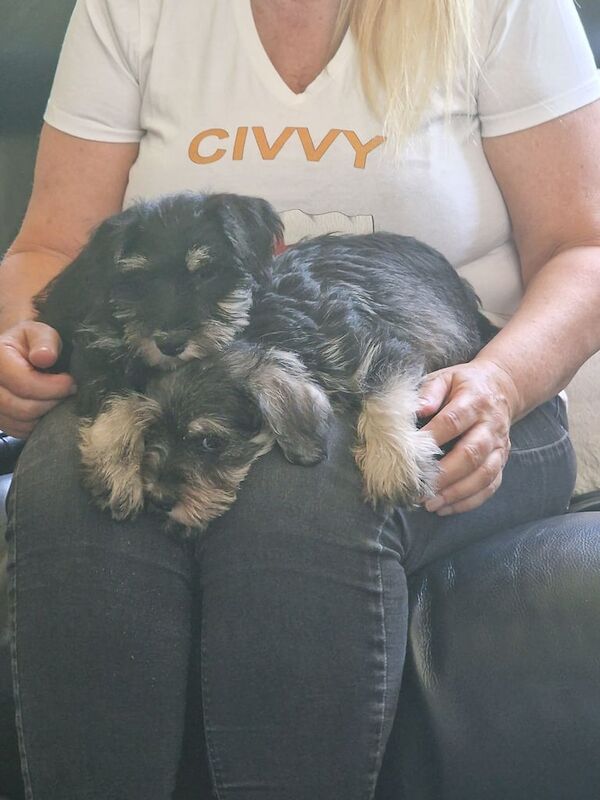 Miniature Schnauzer puppies for sale in Gunnislake, Cornwall – 9 weeks old - Image 3 of 3