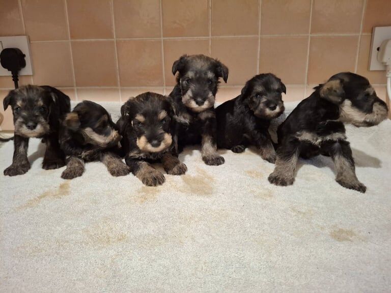 Miniature Schnauzer puppies for sale in Wembley, Greater London – KC registered, 3 months old