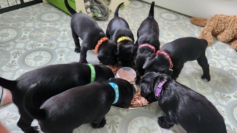 Miniature Schnauzer puppies for sale in Forfar, Angus – 4 weeks old