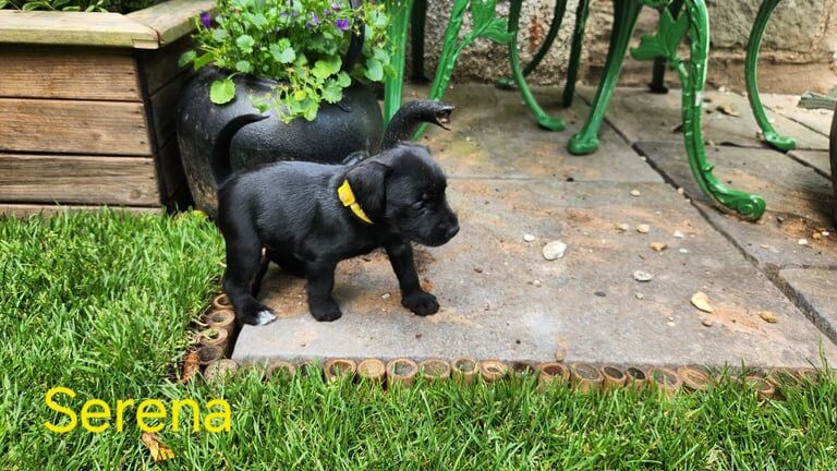Miniature Schnauzer puppies for sale in Forfar, Angus – 4 weeks old - Image 2 of 3