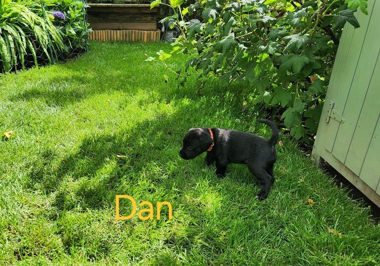 Miniature Schnauzer puppies for sale in Forfar, Angus – 4 weeks old - Image 3 of 3