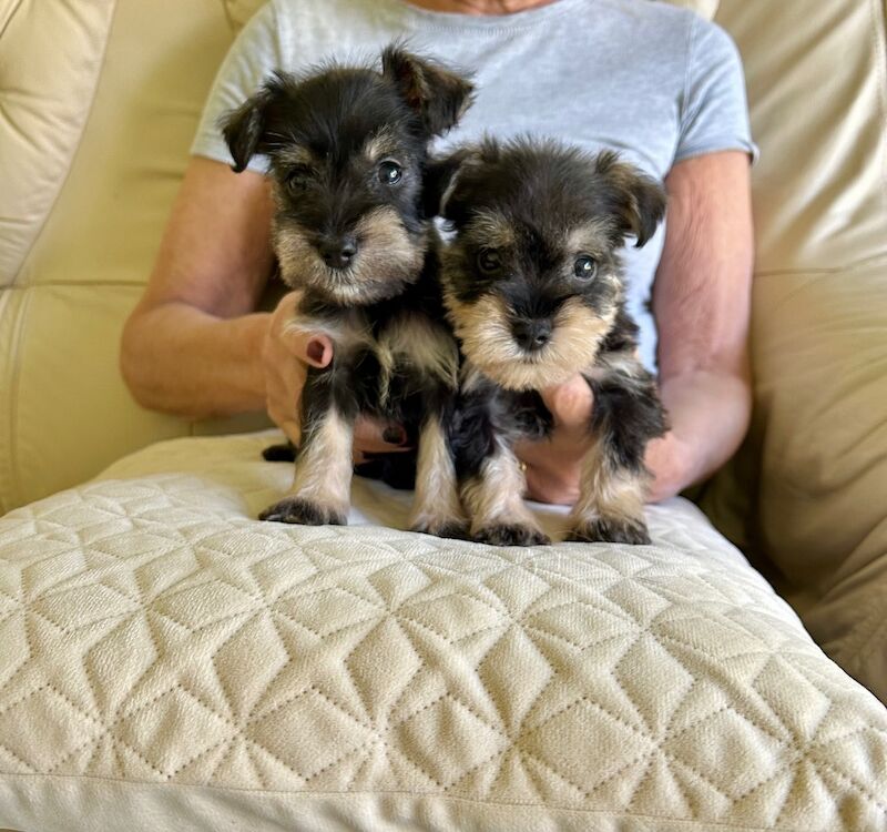 Beautiful kc reg miniature schnauzers for sale in Stansted Mountfitchet, Essex