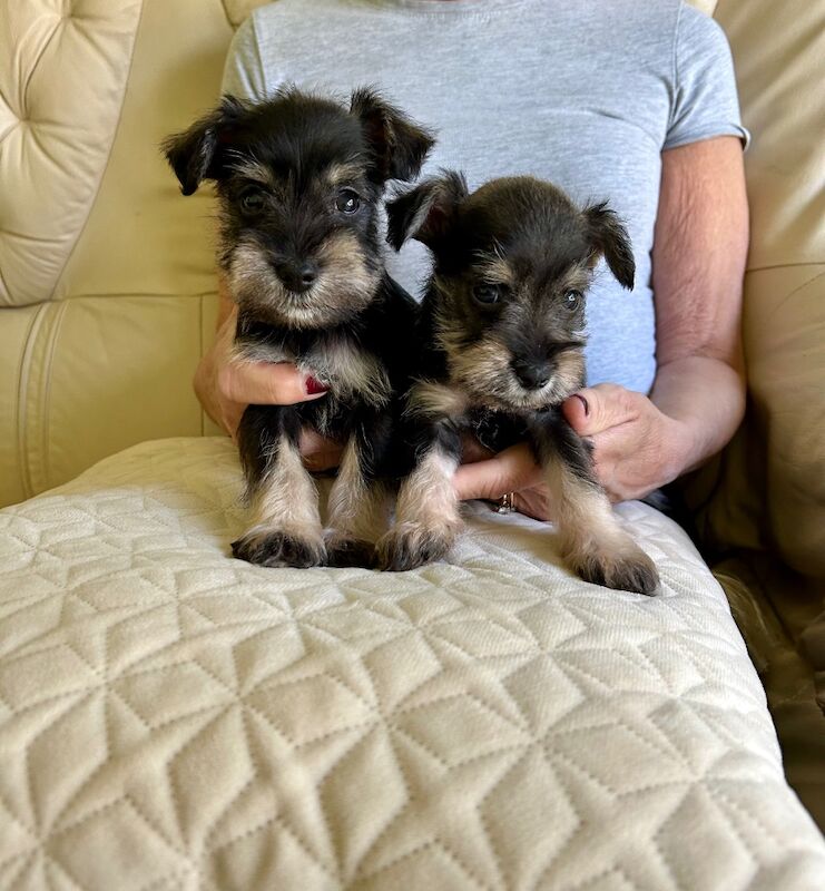 Beautiful kc reg miniature schnauzers for sale in Stansted Mountfitchet, Essex | Image 2