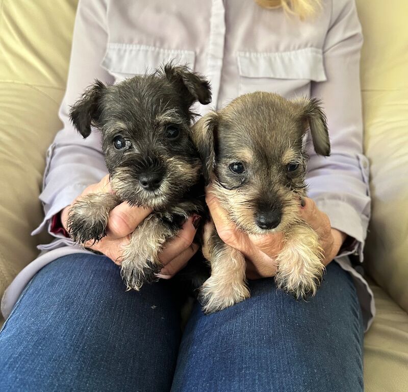 Beautiful kc reg miniature schnauzers for sale in Stansted Mountfitchet, Essex | Image 3