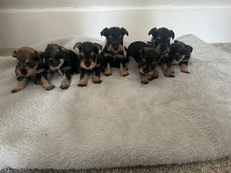 Beautiful kc reg miniature schnauzers for sale in Stansted Mountfitchet, Essex | Image 4