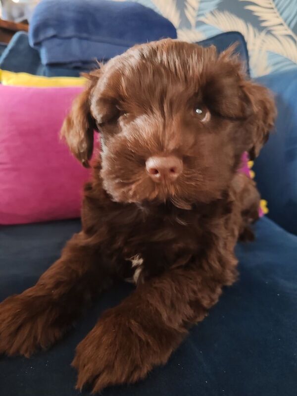 Miniature Schnauzer puppies for sale in Bury St Edmunds, Suffolk – 8 weeks old