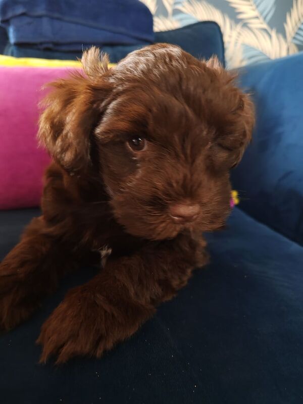 Miniature Schnauzer puppies for sale in Bury St Edmunds, Suffolk – 8 weeks old - Image 2 of 3