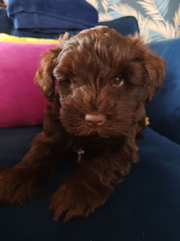 Miniature Schnauzer puppies for sale in Bury St Edmunds, Suffolk – 8 weeks old - Image 3 of 3