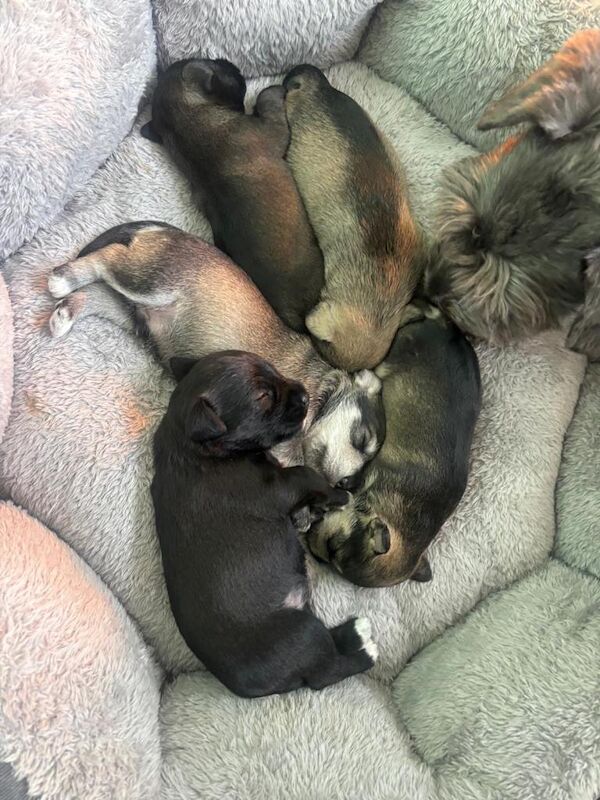 Beautiful Miniature Schnauzer Puppies – KC Registered