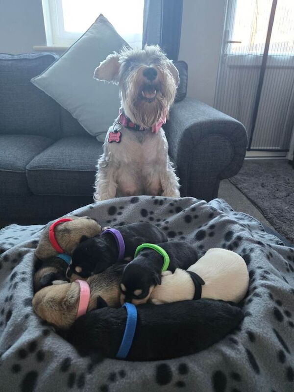 Miniature Schnauzer puppies for sale in Erith, Greater London – 6 weeks old