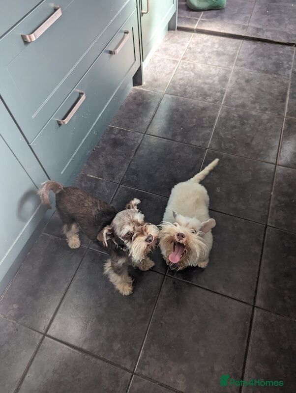 Miniature Schnauzer puppies for sale in Wisbech, Cambridgeshire – 10 weeks old